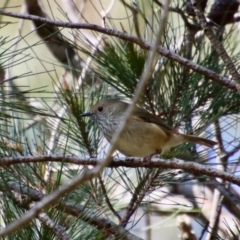 Acanthiza pusilla (Brown Thornbill) at Moruya, NSW - 12 Aug 2022 by LisaH