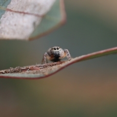 Opisthoncus sexmaculatus (Six-marked jumping spider) at Wodonga, VIC - 12 Aug 2022 by KylieWaldon