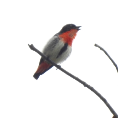 Dicaeum hirundinaceum (Mistletoebird) at Oak Beach, QLD - 31 Jul 2022 by GlossyGal