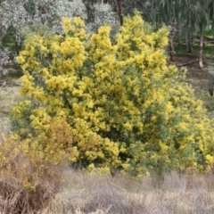 Acacia dealbata subsp. dealbata (Silver Wattle) at Wodonga, VIC - 12 Aug 2022 by KylieWaldon