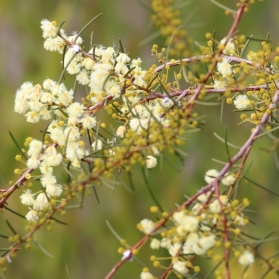 Acacia genistifolia (Early Wattle) at Wodonga, VIC - 12 Aug 2022 by KylieWaldon