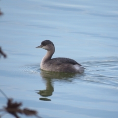 Poliocephalus poliocephalus (Hoary-headed Grebe) at Wagga Wagga, NSW - 27 May 2018 by Liam.m