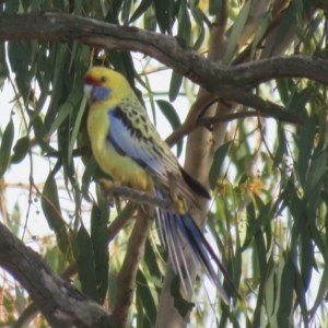 Platycercus elegans flaveolus at Wagga Wagga, NSW - 27 May 2018