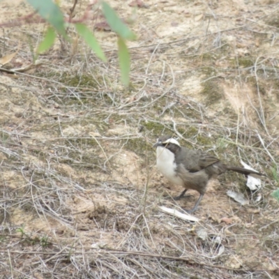 Pomatostomus superciliosus (White-browed Babbler) at Moorong, NSW - 27 May 2018 by Liam.m