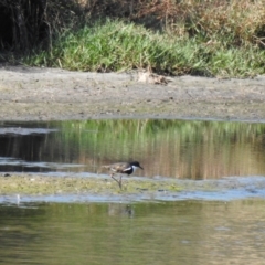 Erythrogonys cinctus (Red-kneed Dotterel) at Wagga Wagga, NSW - 13 Oct 2018 by Liam.m