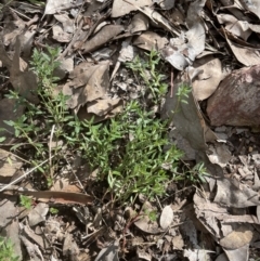 Gonocarpus tetragynus (Common Raspwort) at Cook, ACT - 13 Aug 2022 by lbradley