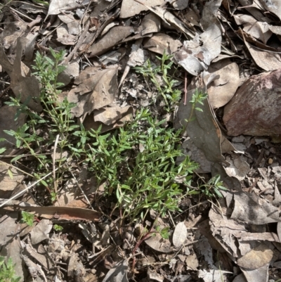 Gonocarpus tetragynus (Common Raspwort) at Cook, ACT - 13 Aug 2022 by lbradley