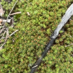 Polytrichaceae sp. (family) (A moss) at Aranda Bushland - 13 Aug 2022 by lbradley