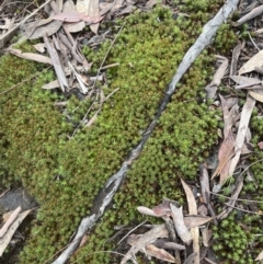 Polytrichaceae sp. (family) at Aranda, ACT - 13 Aug 2022