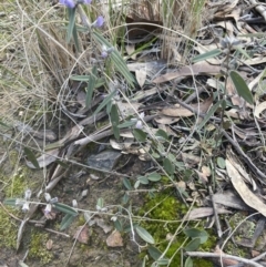 Hovea heterophylla (Common Hovea) at Aranda Bushland - 13 Aug 2022 by lbradley