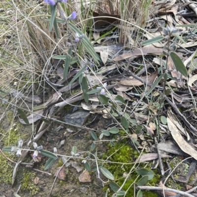 Hovea heterophylla (Common Hovea) at Aranda Bushland - 13 Aug 2022 by lbradley