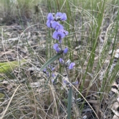 Hovea heterophylla at Aranda, ACT - 13 Aug 2022