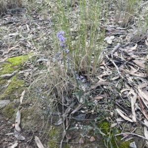 Hovea heterophylla at Aranda, ACT - 13 Aug 2022