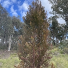 Exocarpos cupressiformis (Cherry Ballart) at Aranda, ACT - 13 Aug 2022 by lbradley