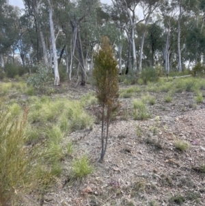 Exocarpos cupressiformis at Aranda, ACT - 13 Aug 2022 02:14 PM