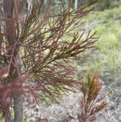 Exocarpos cupressiformis at Aranda, ACT - 13 Aug 2022 02:14 PM