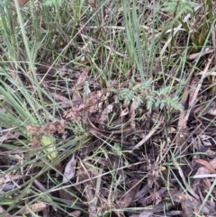 Cheilanthes sieberi subsp. sieberi (Mulga Rock Fern) at Aranda, ACT - 13 Aug 2022 by lbradley