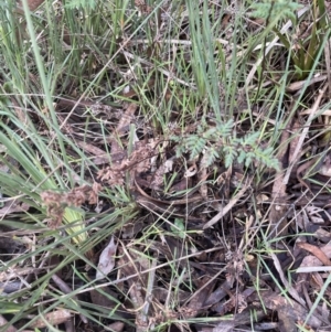 Cheilanthes sieberi subsp. sieberi at Aranda, ACT - 13 Aug 2022 02:56 PM