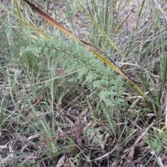 Cheilanthes sieberi subsp. sieberi at Aranda, ACT - 13 Aug 2022 02:56 PM