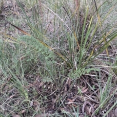 Cheilanthes sieberi subsp. sieberi at Aranda, ACT - 13 Aug 2022