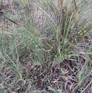 Cheilanthes sieberi subsp. sieberi at Aranda, ACT - 13 Aug 2022