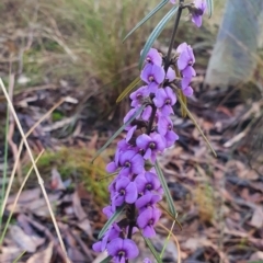 Hovea heterophylla (Common Hovea) at Gundaroo, NSW - 12 Aug 2022 by Gunyijan