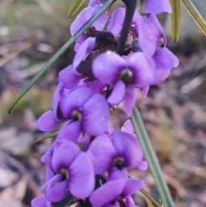 Hovea heterophylla at Gundaroo, NSW - 12 Aug 2022 04:45 PM