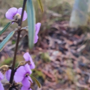 Hovea heterophylla at Gundaroo, NSW - 12 Aug 2022 04:45 PM