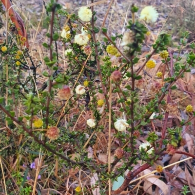 Acacia gunnii (Ploughshare Wattle) at Gundaroo, NSW - 12 Aug 2022 by Gunyijan