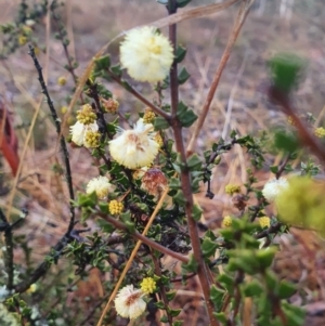 Acacia gunnii at Gundaroo, NSW - 12 Aug 2022