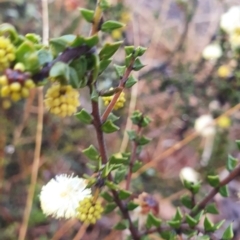 Acacia gunnii at Gundaroo, NSW - 12 Aug 2022