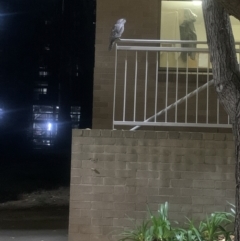 Podargus strigoides (Tawny Frogmouth) at ANU Dickson Precinct - 9 May 2022 by AleishaK