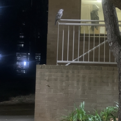 Podargus strigoides (Tawny Frogmouth) at ANU Dickson Precinct - 9 May 2022 by AleishaK