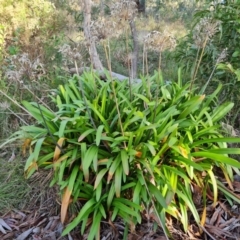 Agapanthus praecox subsp. orientalis (Agapanthus) at Farrer Ridge - 13 Aug 2022 by Mike