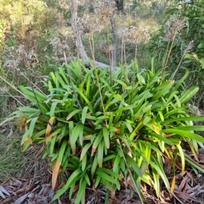 Agapanthus praecox subsp. orientalis (Agapanthus) at Farrer, ACT - 13 Aug 2022 by Mike