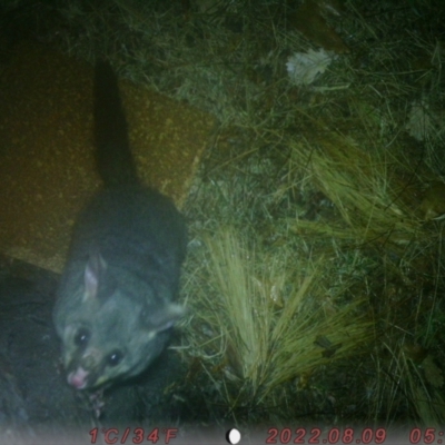 Phalangeridae (family) (Brushtail Possums) at Canberra, ACT - 7 Aug 2022 by meganc