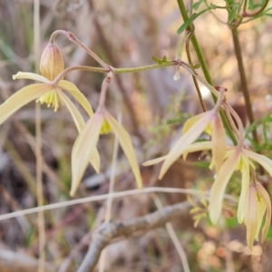 Clematis leptophylla at Farrer, ACT - 13 Aug 2022