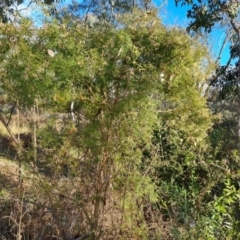 Clematis leptophylla at Farrer, ACT - 13 Aug 2022