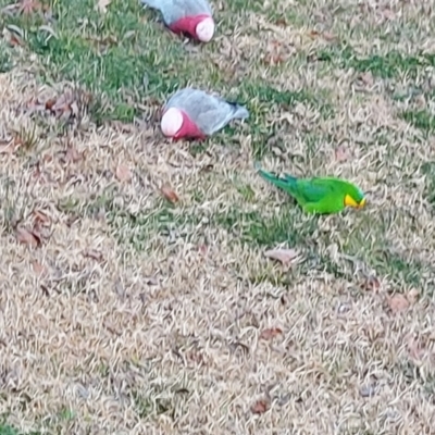 Polytelis swainsonii (Superb Parrot) at Sullivans Creek, Acton - 14 Jul 2022 by meganc