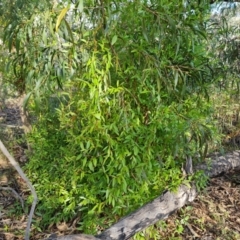 Billardiera heterophylla (Western Australian Bluebell Creeper) at Farrer, ACT - 13 Aug 2022 by Mike