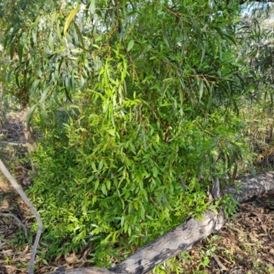 Billardiera heterophylla (Western Australian Bluebell Creeper) at Farrer, ACT - 13 Aug 2022 by Mike