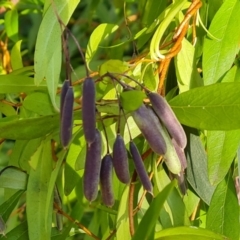 Billardiera heterophylla at Farrer, ACT - 13 Aug 2022