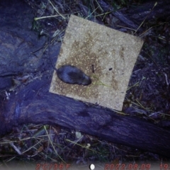 Rattus rattus (Black Rat) at Mount Ainslie to Black Mountain - 9 Aug 2022 by malinander