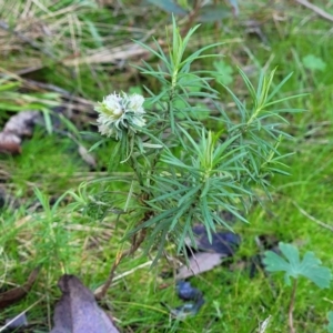 Cassinia longifolia at Kowen, ACT - 13 Aug 2022