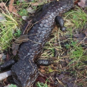 Tiliqua rugosa at Gundaroo, NSW - 13 Aug 2022