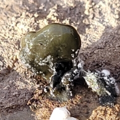 Unidentified Fungus at Kowen, ACT - 13 Aug 2022 by trevorpreston