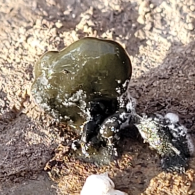 Unidentified Fungus at Kowen Escarpment - 13 Aug 2022 by trevorpreston