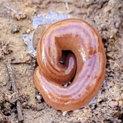 Fletchamia quinquelineata (Five-striped flatworm) at Kowen Escarpment - 13 Aug 2022 by trevorpreston