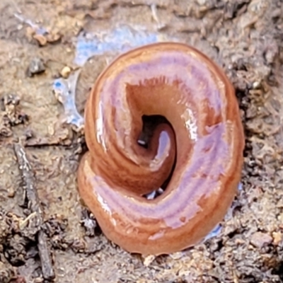 Fletchamia quinquelineata (Five-striped flatworm) at Kowen, ACT - 13 Aug 2022 by trevorpreston