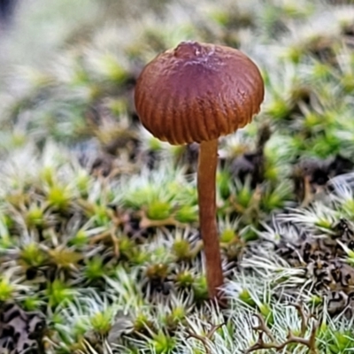 zz agaric (stem; gills not white/cream) at Kowen Escarpment - 13 Aug 2022 by trevorpreston